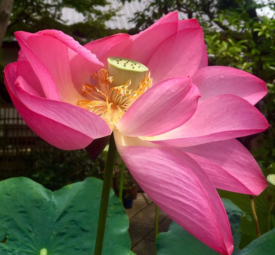 Lotus Flower - Kyoto Japan - Photography by Lisa Pollard 